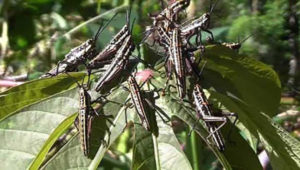 කහ තිත් පළඟැටියන් ගැන දැනුම්දෙන්න විශේෂ දුරකථන අංකයක්