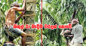 කිතුල් රා මැදීම වරදක් නොවේ