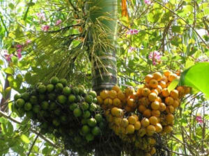 පුවක් මිල කරටියටම නඟී