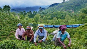 Tea labour jobs Tea labour pdf tea plantation workers in sri lanka living conditions of tea plantation workers tea plantation workers problems estate workers in sri lanka tea pluckers in sri lanka story of estate labour in sri lanka