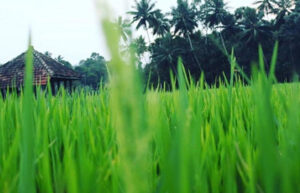 paddyfield