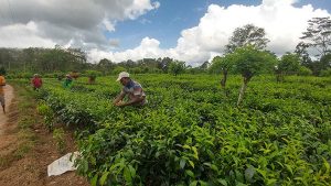 තේ පොහොර මිටියට සහනයක්