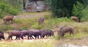 වල් ඌරන් නිසා නල්ලතන්නිය භීතියට