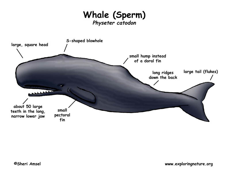 Sperm Whale