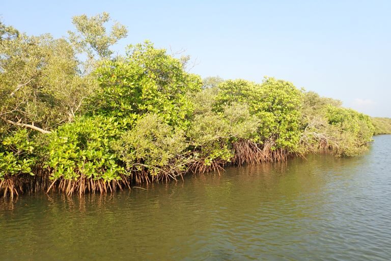 magrove in Sri Lanka