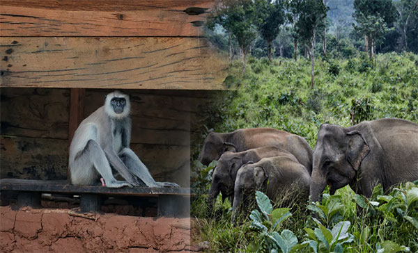 New Device Introduced to Drive Off Monkeys and Elephants